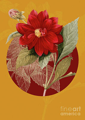 Florals Rights Managed Images - Vintage Botanical Double Dahlias on Circle Red on Yellow Royalty-Free Image by Holy Rock Design
