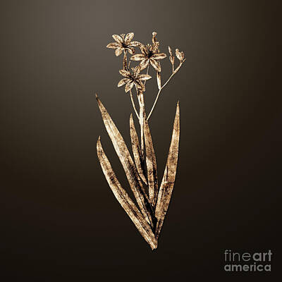 Lilies Paintings - Vintage Botanical Gold Blackberry Lily on Chocolate Brown n.04777 by Holy Rock Design