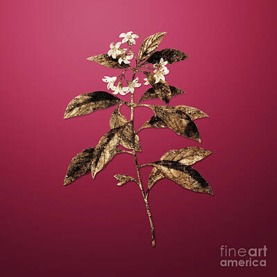 Royalty-Free and Rights-Managed Images - Vintage Botanical Gold Sweet Pittosporum Branch on Viva Magenta n.04831 by Holy Rock Design