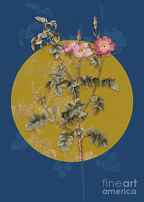 Roses Paintings - Vintage Botanical Prickly Sweetbriar Rose on Circle Yellow on Blue by Holy Rock Design