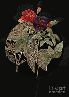 Roses Paintings - Vintage Botanical Van Eeden Rose on Circle Black on Black by Holy Rock Design