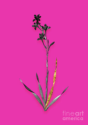 Lilies Mixed Media - Vintage Bugle Lily Black and White Gilded Floral Art on Hot Pink n.0730 by Holy Rock Design
