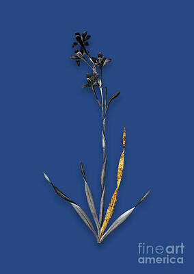 Lilies Mixed Media - Vintage Bugle Lily Black and White Gilded Floral Art on Midnight Blue by Holy Rock Design