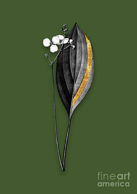 Roses Mixed Media - Vintage Bulltongue Arrowhead Black and White Gilded Floral Art on Olive Green by Holy Rock Design