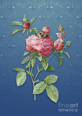 Roses Mixed Media - Vintage Cabbage Rose Botanical Art on Bahama Blue Pattern n.5369 by Holy Rock Design