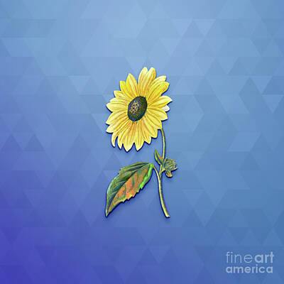 Roses Mixed Media - Vintage California Sunflower Botanical Art on Blue Perennial n.0914 by Holy Rock Design