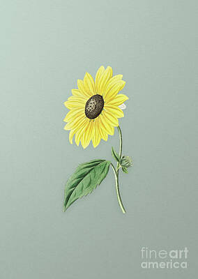 Sunflowers Mixed Media - Vintage California Sunflower Botanical Art on Mint Green n.0014 by Holy Rock Design
