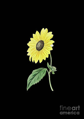 Sunflowers Mixed Media - Vintage California Sunflower Botanical Art on Solid Black n.0025 by Holy Rock Design