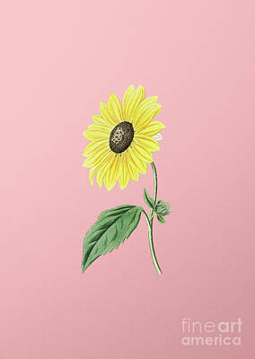 Sunflowers Paintings - Vintage California Sunflower Botanical Illustration on Pink by Holy Rock Design