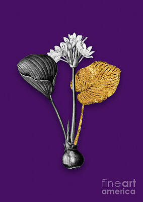 Lilies Mixed Media - Vintage Cardwell Lily Black and White Gilded Floral Art on Deep Violet n.0453 by Holy Rock Design