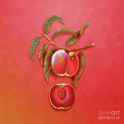 Jackie Kennedy - Vintage Carrot Peach Botanical Art on Fiery Red n.0046 by Holy Rock Design