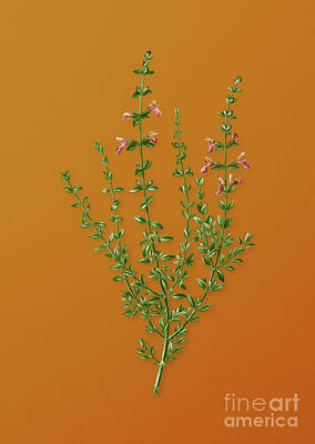 Floral Mixed Media - Vintage Cat Thyme Plant Botanical Art on Sunset Orange n.0894 by Holy Rock Design