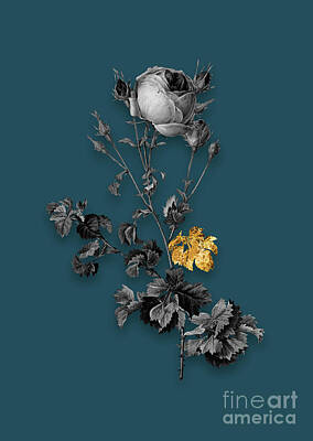 Garden Fruits - Vintage Celery Leaved Cabbage Rose Black and White Gilded Floral Art on Teal Blue n.0879 by Holy Rock Design