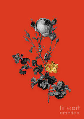 Food And Beverage Royalty Free Images - Vintage Celery Leaved Cabbage Rose Black and White Gilded Floral Art on Tomato Red Royalty-Free Image by Holy Rock Design