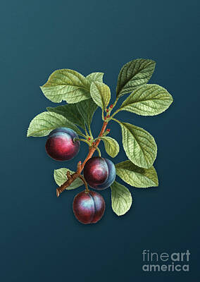Truck Art Royalty Free Images - Vintage Cherry Plum Botanical Art on Teal Blue n.0897 Royalty-Free Image by Holy Rock Design