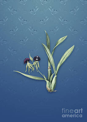 Vintage Jaquar - Vintage Clamshell Orchid Botanical Art on Bahama Blue Pattern n.4974 by Holy Rock Design