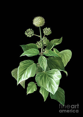 Nailia Schwarz Food Photography - Vintage Common Ivy Botanical Art on Solid Black n.0631 by Holy Rock Design