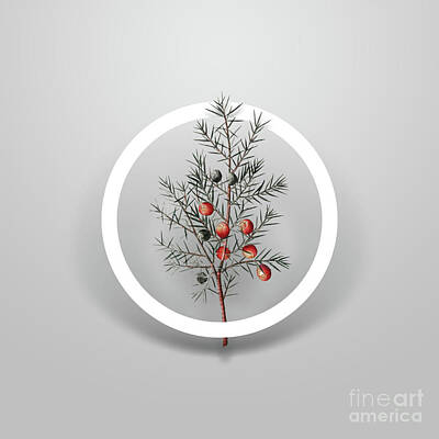 Only Orange Royalty Free Images - Vintage Common Juniper Minimalist Floral Geometric Circle Art N.053 Royalty-Free Image by Holy Rock Design