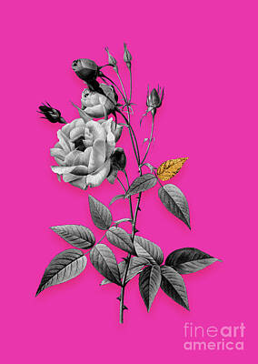 Roses Mixed Media - Vintage Common Rose of India Black and White Gilded Floral Art on Hot Pink by Holy Rock Design