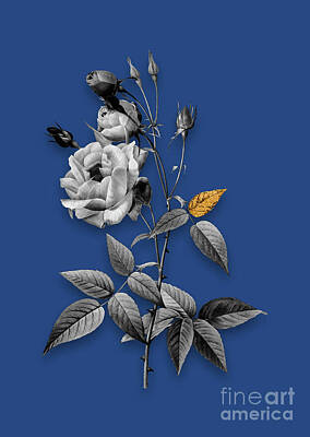 Roses Mixed Media - Vintage Common Rose of India Black and White Gilded Floral Art on Midnight Blue by Holy Rock Design