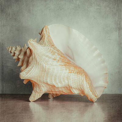 Animals Mixed Media - Vintage Conch Shell  by AS MemoriesLiveOn
