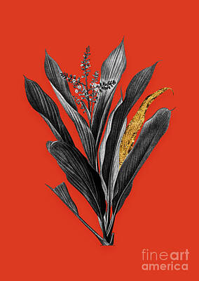 Food And Beverage Mixed Media - Vintage Cordyline Fruticosa Black and White Gilded Floral Art on Tomato Red n.0709 by Holy Rock Design