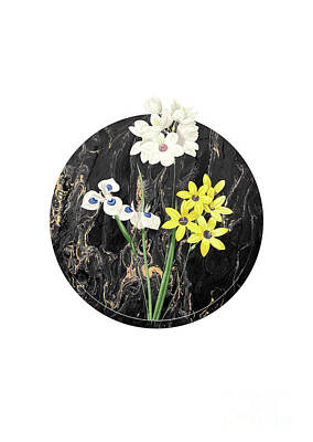 Lilies Paintings - Vintage Corn Lily Art in Gilded Marble on Clean White by Holy Rock Design