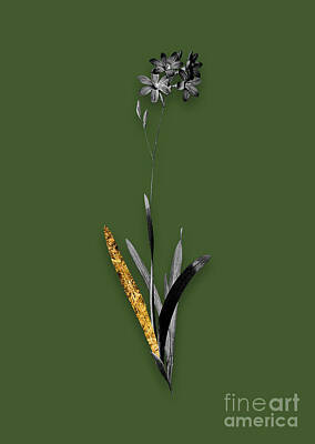 Lilies Mixed Media - Vintage Corn Lily Black and White Gilded Floral Art on Olive Green by Holy Rock Design
