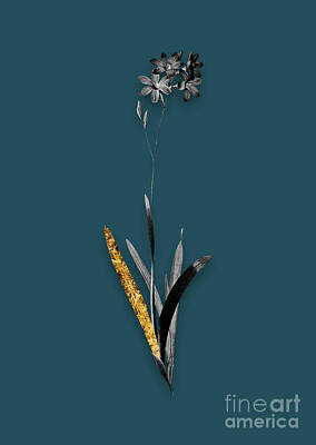 Lilies Mixed Media - Vintage Corn Lily Black and White Gilded Floral Art on Teal Blue by Holy Rock Design