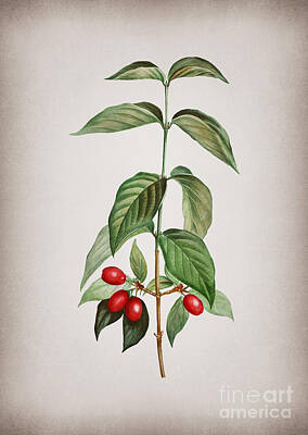 Mixed Media Rights Managed Images - Vintage Cornelian Cherry Botanical Illustration on Parchment Royalty-Free Image by Holy Rock Design