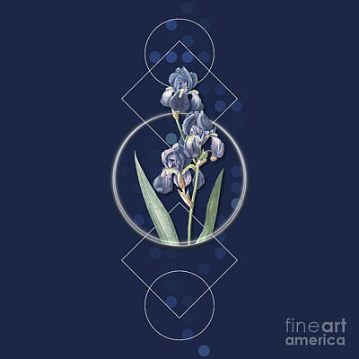 Mixed Media Royalty Free Images - Vintage Dalmatian Iris Botanical with Geometric Motif n.0183 Royalty-Free Image by Holy Rock Design