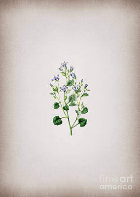 Target Threshold Photography - Vintage Dalmatian Wall Campanula Botanical Illustration on Parchment by Holy Rock Design