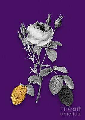 Roses Mixed Media - Vintage Double Moss Rose Black and White Gilded Floral Art on Deep Violet by Holy Rock Design
