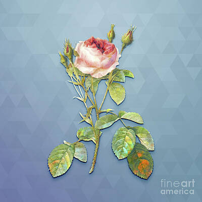 Roses Mixed Media - Vintage Double Moss Rose Botanical Art on Summer Song Blue n.1147 by Holy Rock Design