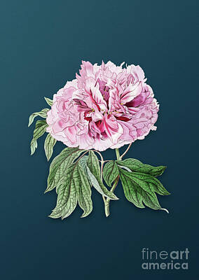 Florals Paintings - Vintage Double Red Curled Tree Peony Botanical Art on Teal Blue n.0026 by Holy Rock Design