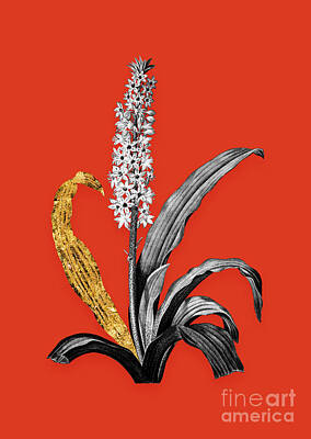 Food And Beverage Mixed Media - Vintage Eucomis Punctata Black and White Gilded Floral Art on Tomato Red n.0727 by Holy Rock Design