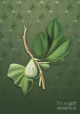 Design Pics Rights Managed Images - Vintage Fig Botanical Art on Lunar Green Pattern n.2214 Royalty-Free Image by Holy Rock Design