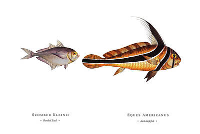 Michael Tompsett Maps - Vintage Fish Illustration - Banded Scad, Jack-knifefish by Studio Grafiikka