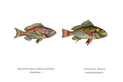 Keg Patents - Vintage Fish Illustration - Bengal Snapper, Small-spotted Javelin Fish by Studio Grafiikka