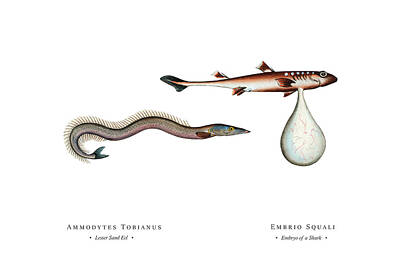 Science Tees - Vintage Fish Illustration - Lesser Sand Eel, Embryo of a Shark by Studio Grafiikka