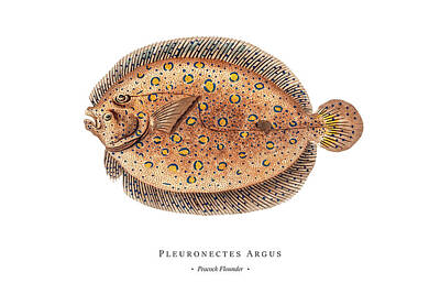 Birds Digital Art - Vintage Fish Illustration - Peacock Flounder by Studio Grafiikka