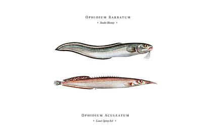 Barn Photography - Vintage Fish Illustration - Snake Blenny, Lesser Spiny Eel by Studio Grafiikka