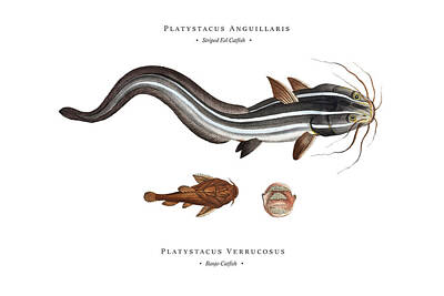 Celebrity Watercolors - Vintage Fish Illustration - Striped Eel Catfish, Banjo Catfish by Studio Grafiikka