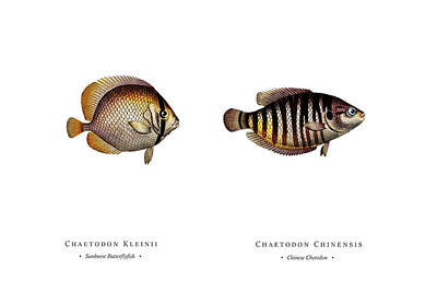 Watercolor Dogs - Vintage Fish Illustration - Sunburst Butterflyfish, Chinese Chetodon by Studio Grafiikka
