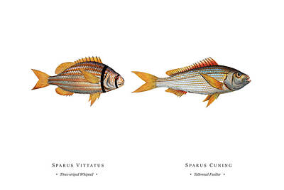 Celebrity Watercolors - Vintage Fish Illustration - Three-striped Whiptail, Yellowtail Fusilier by Studio Grafiikka