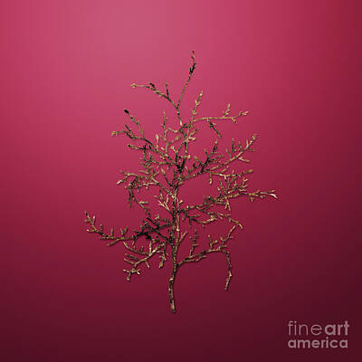 Royalty-Free and Rights-Managed Images - Vintage Flower Gold Sictus Tree on Viva Magenta n.04635 by Holy Rock Design