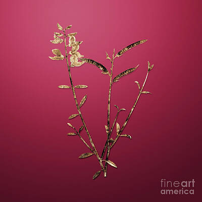 Royalty-Free and Rights-Managed Images - Vintage Flower Gold Spanish Broom on Viva Magenta n.04663 by Holy Rock Design