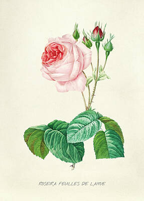 Roses Digital Art - Vintage Flower illustration  by Celestial Images