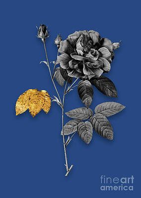 Ballerina Art - Vintage French Rose Black and White Gilded Floral Art on Midnight Blue n.0576 by Holy Rock Design