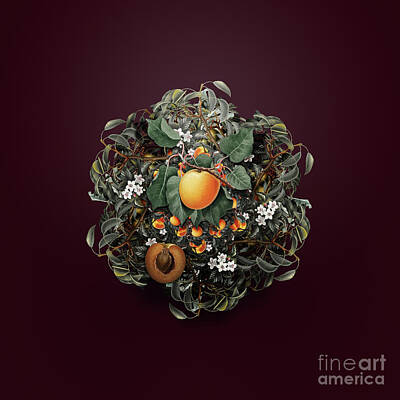 Wine Royalty-Free and Rights-Managed Images - Vintage German Apricot Fruit Wreath on Wine Red n.4919 by Holy Rock Design